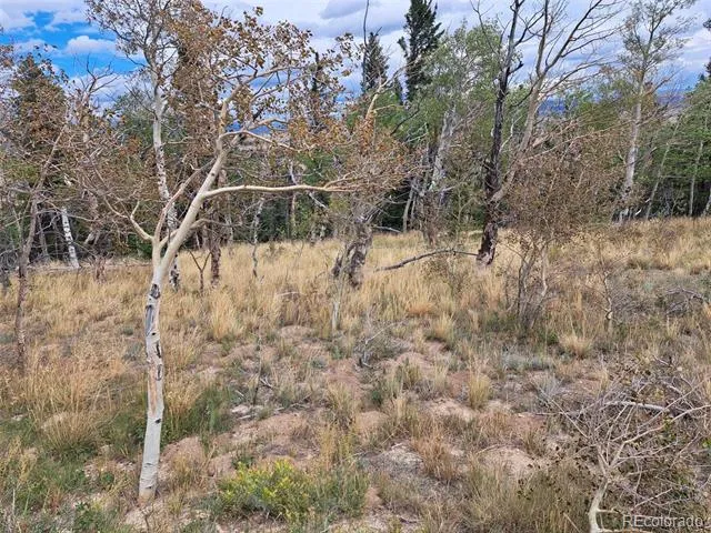 1844 High Creek Road Fairplay, CO 80440