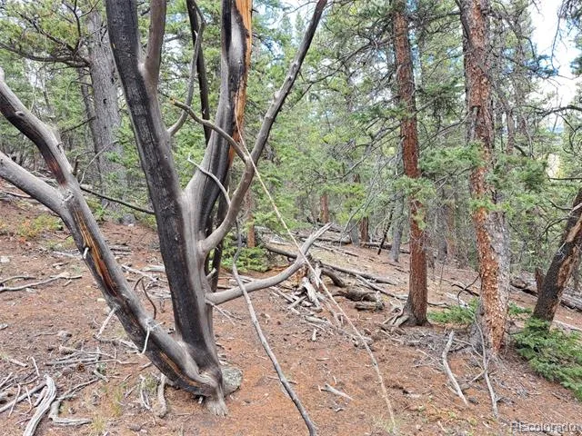 1844 High Creek Road Fairplay, CO 80440