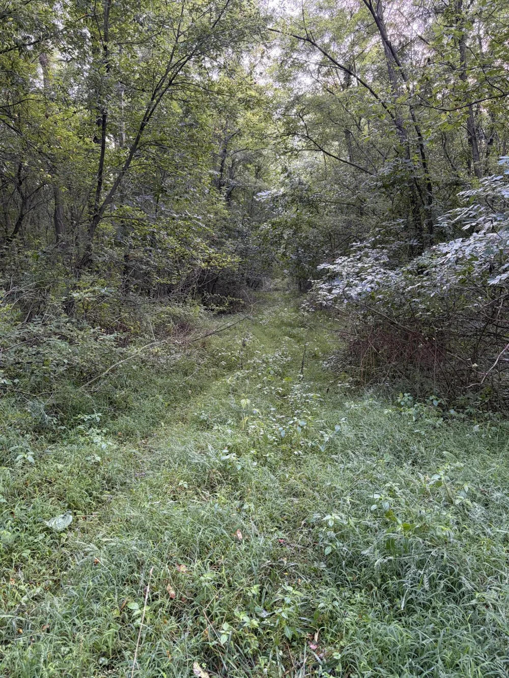4416 Cronk Road Allen, MI 49227