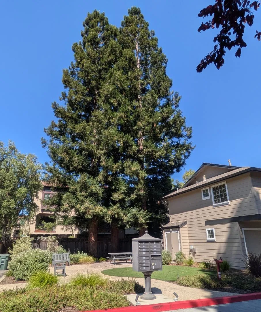 172 Ada Avenue #10 Mountain View, CA 94043