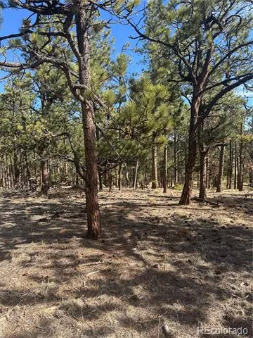 642 Matterhorn Drive Florissant, CO 80816