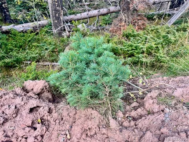 Lot 2843 Wendt Lane Fort Garland, CO 81133