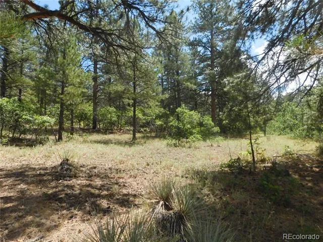 4977 Mohawk Drive Larkspur, CO 80118