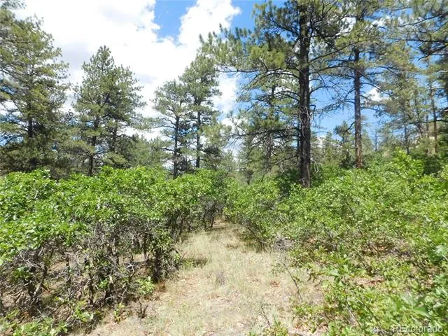 4977 Mohawk Drive Larkspur, CO 80118