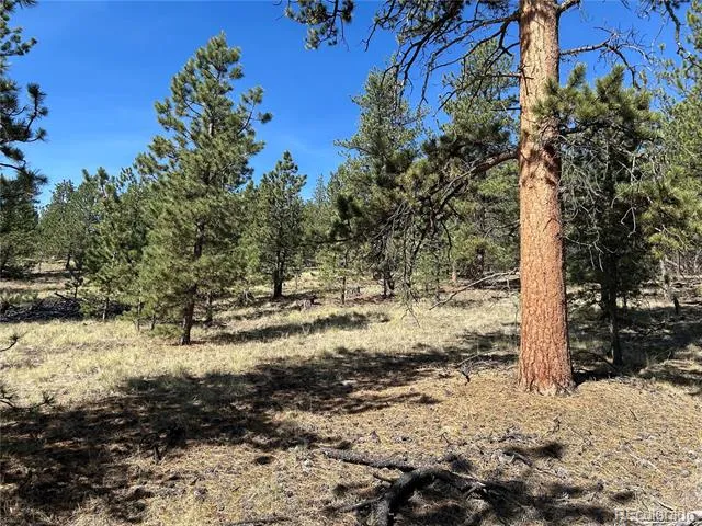 565 Hayhook Way Hartsel, CO 80449