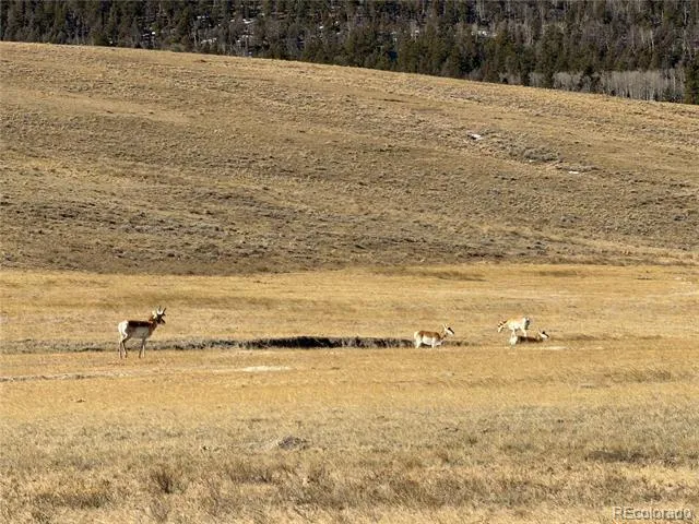 3 Ranch Hartsel, CO 80449