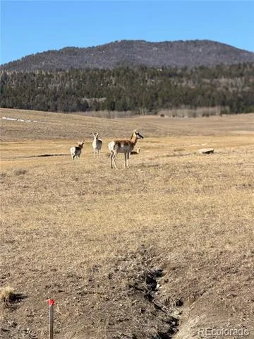 3 Ranch Hartsel, CO 80449