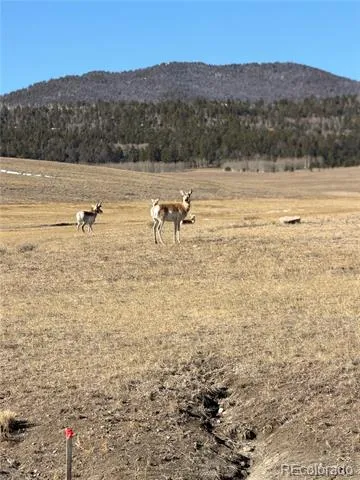 3 Ranch Hartsel, CO 80449