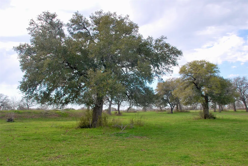 15220 State Highway 95 Flatonia, TX 78941