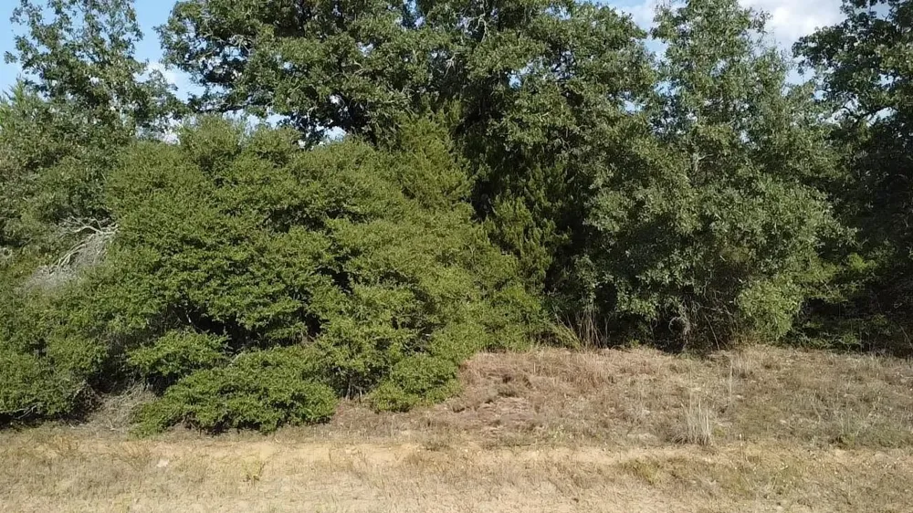 Pin Oak Hilltop Lakes, TX 77871
