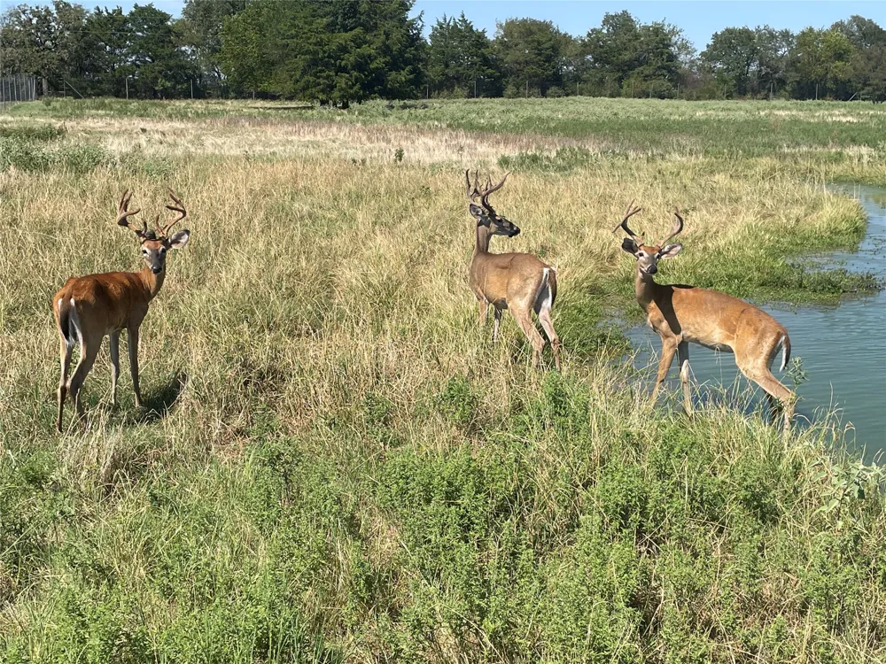 Fcr 920 Mexia, TX 76667