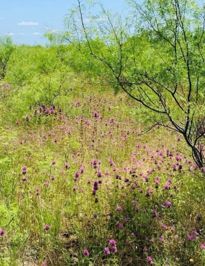602 County Road 383 Woodson, TX 76491