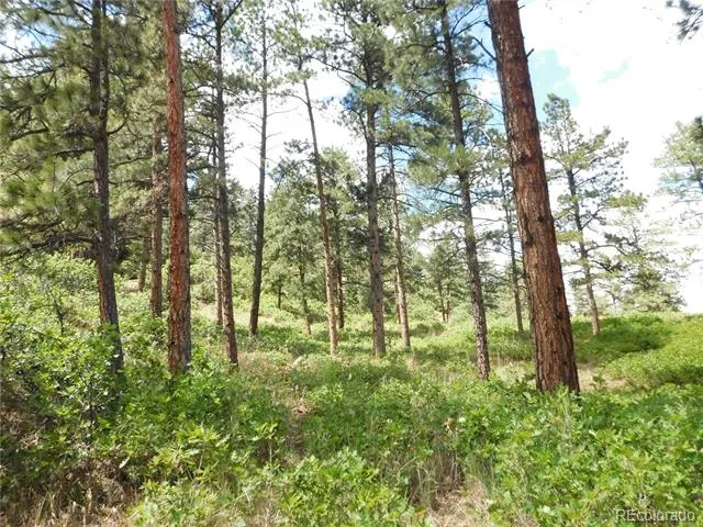 8055 Acoma Drive Larkspur, CO 80118