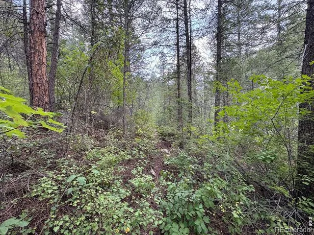 524 Jackelope Lane Livermore, CO 80536