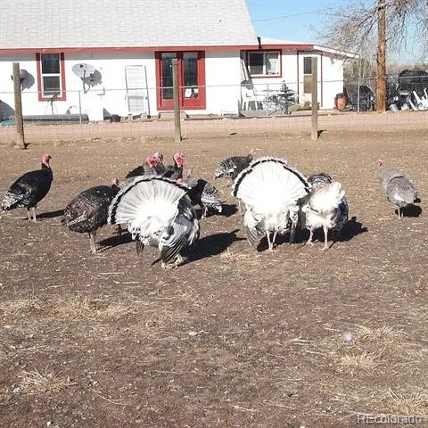 12380 York Street Thornton, CO 80241