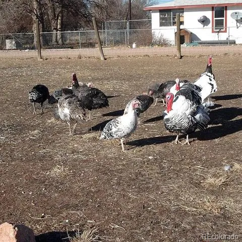 12380 York Street Thornton, CO 80241