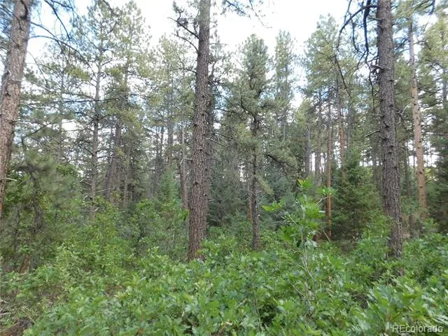 8169 Bannock Drive Larkspur, CO 80118