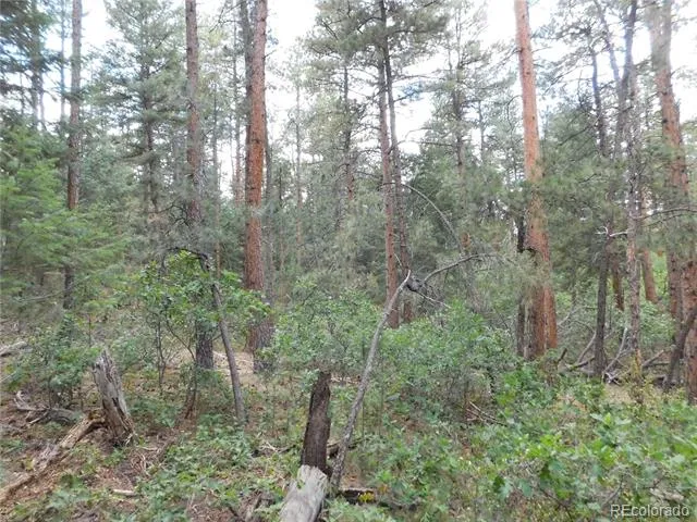 8169 Bannock Drive Larkspur, CO 80118