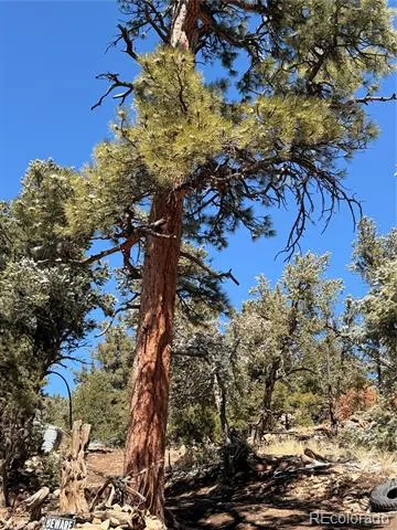 000 41st Trail Cotopaxi, CO 81223
