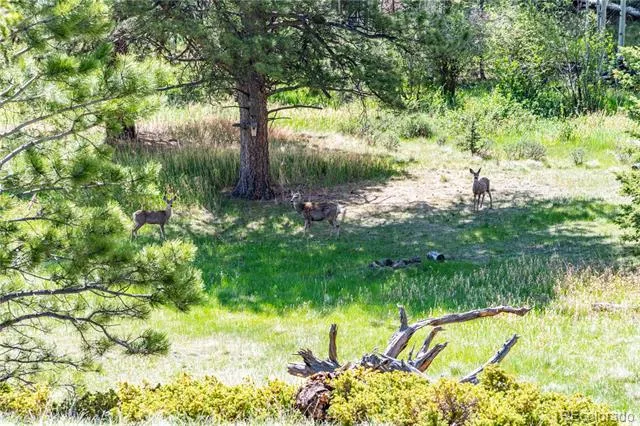 298 Steven Road Canon City, CO 81212