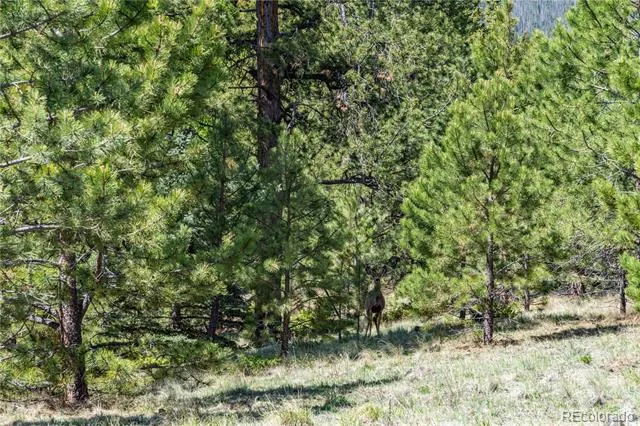 298 Steven Road Canon City, CO 81212