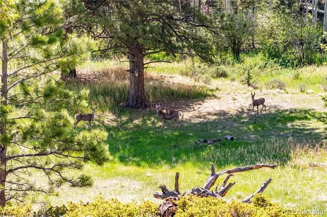 298 Steven Road Canon City, CO 81212