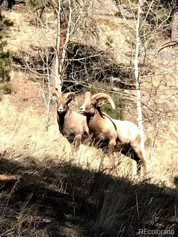 7823 County Road 43 Bailey, CO 80421