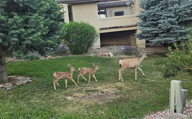 6324 Willow Broom Trail Littleton, CO 80125