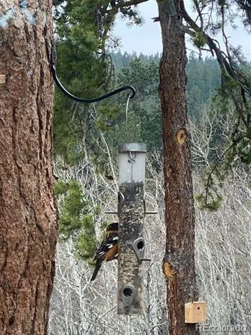 1820 Lazy Z Road #A Nederland, CO 80466