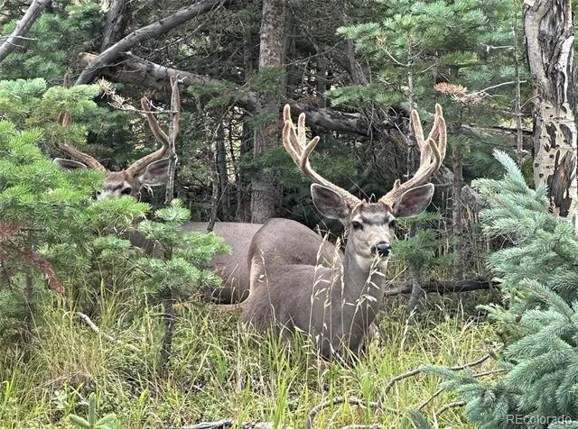 Lot 2499 Gilmartin Lane Fort Garland, CO 81133