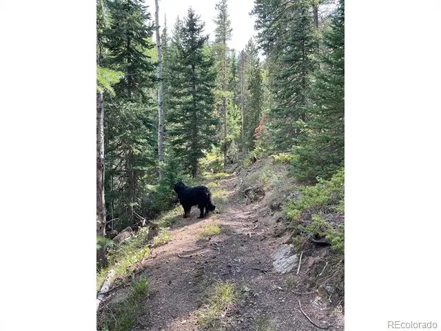 785 S Skinner Road Allenspark, CO 80510
