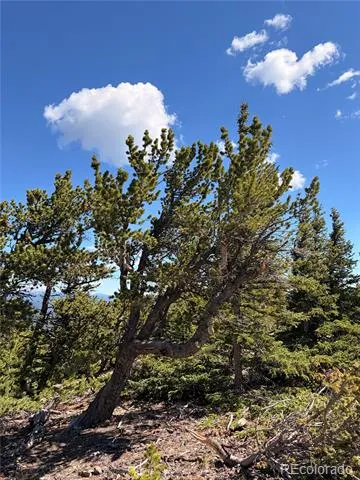 1 APEX Black Hawk, CO 80422