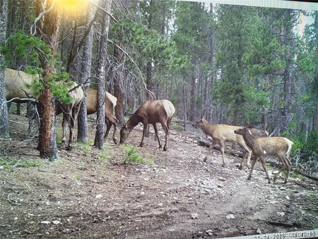 1101 County Rd 99 Black Hawk, CO 80422