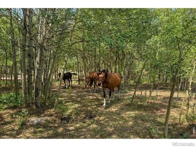 425 Caribou Road Nederland, CO 80466