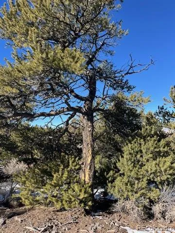 Lot 8 Coyote Court San Luis, CO 81152