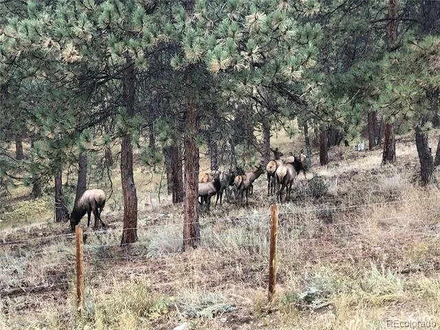 444 Broken Arrow Road Evergreen, CO 80439
