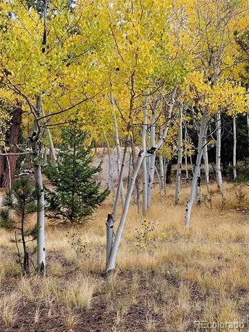 1080 Brahma Circle Hartsel, CO 80449
