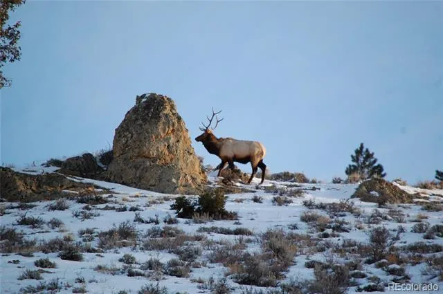301 Wilder Mountain Road Almont, CO 81210
