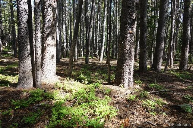 00 Upper Forest Rd Idaho Springs, CO 80452