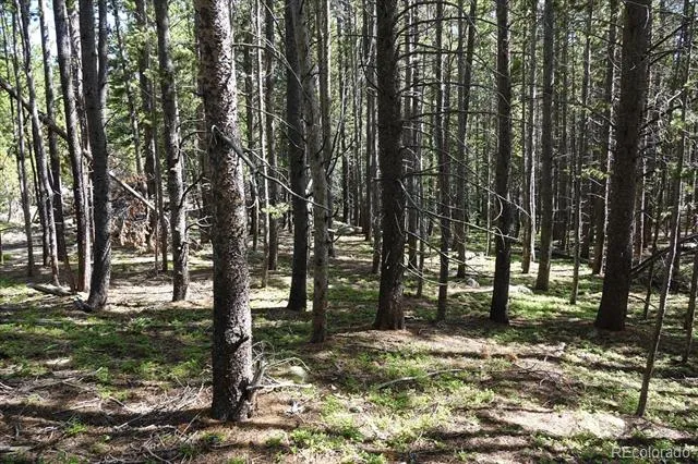 00 Upper Forest Rd Idaho Springs, CO 80452