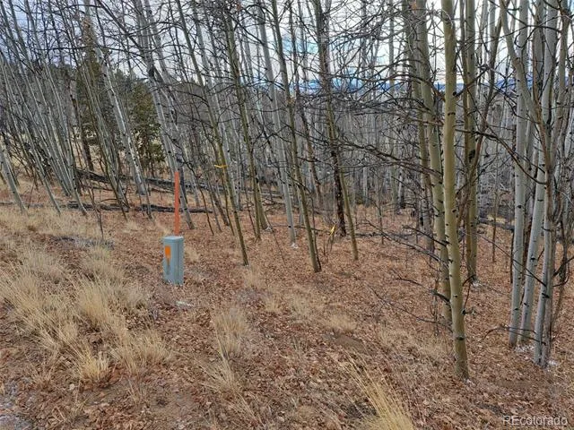 503 Sugar Loaf Lane Jefferson, CO 80456