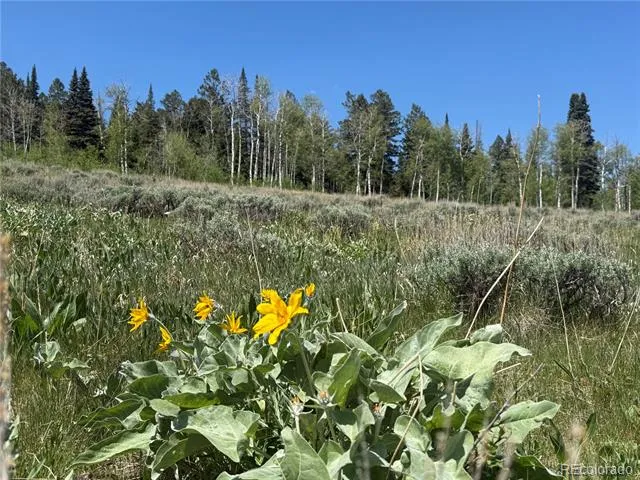 Spring Creek Ranch Road Silverthorne, CO 80498