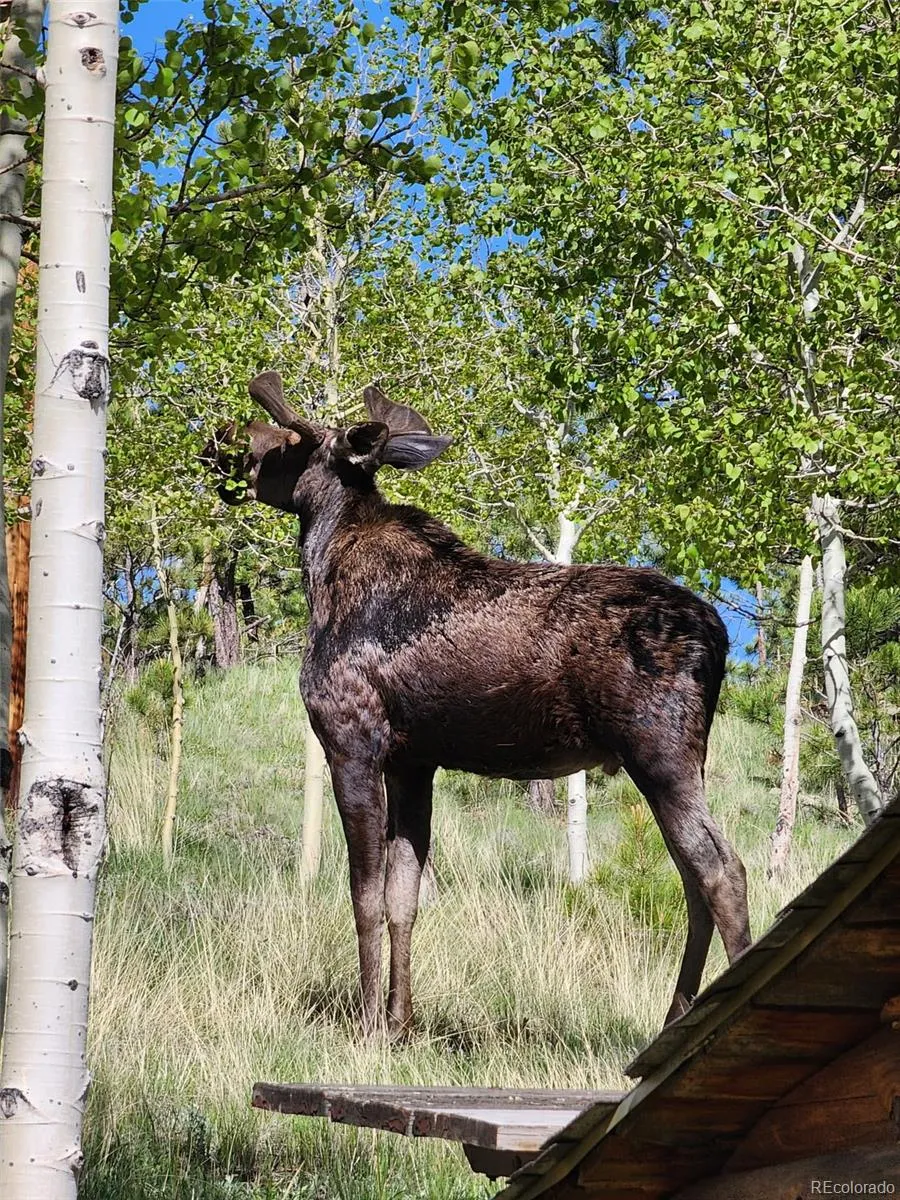 388 Clark Road Bailey, CO 80421