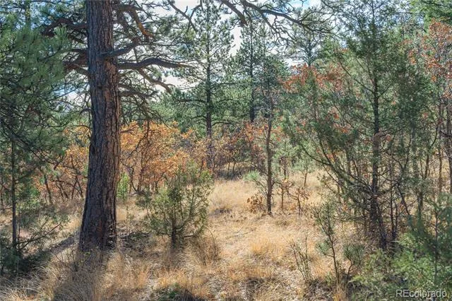 14341 North Ridge Weston, CO 81091