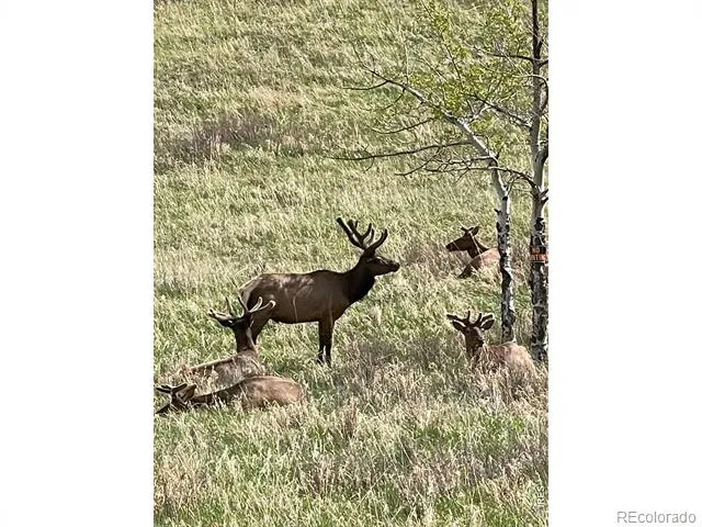 1565 Highway 66 ##20 Estes Park, CO 80517