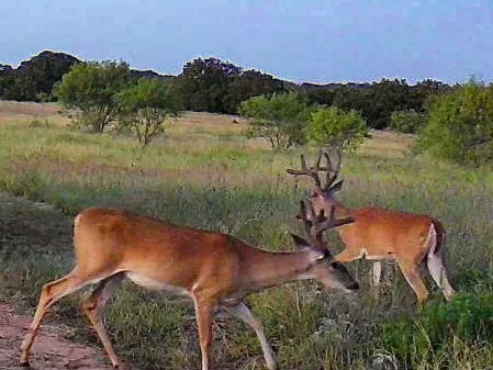 1282 CR 461 Gorman, TX 76454