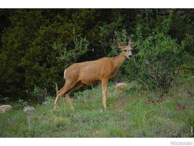5896 Peregrine Trail Golden, CO 80403