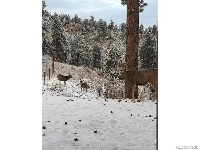 280 Bunny Road Bailey, CO 80421