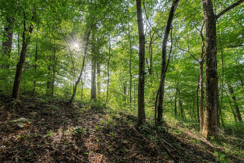 5051 Jones Valley Rd Williamsport, TN 38487