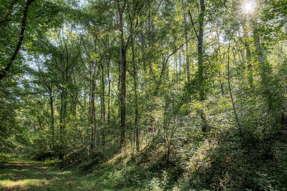 5051 Jones Valley Rd Williamsport, TN 38487